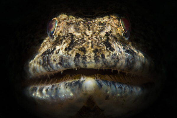 Lizardfish.jpg