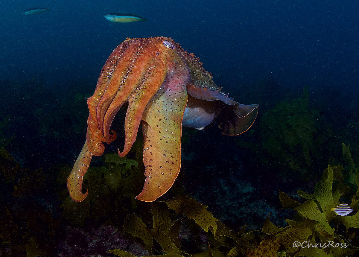 large.Giant_Cuttlefish_44.jpg.f2b6fdfa26
