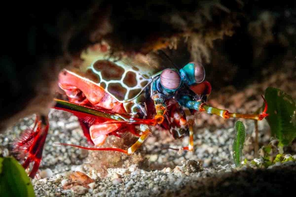 Mantis Shrimp at Pemuteran