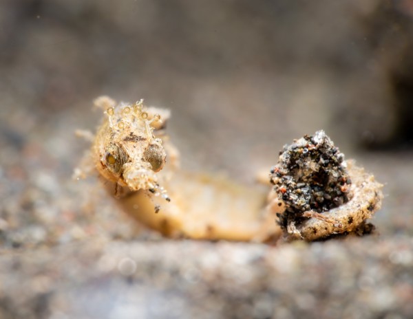 Shortpouch Pygmy Pipe Horse at Pemuteran