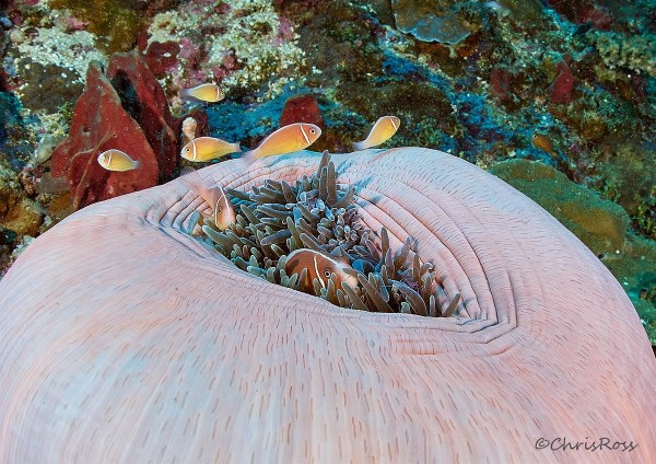 Pink_Anemone_Fish_KImbe_Reef_crop.jpg