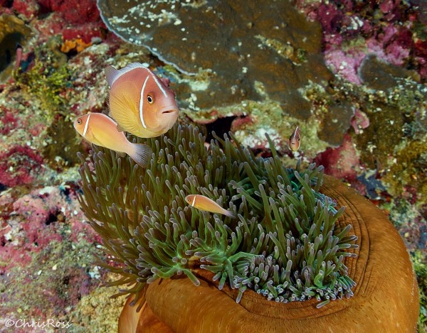 Pink_Anemonefish_Kimbe_North_Reef.jpg