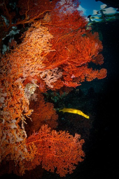 Trumpetfish in the Lembeh Straits