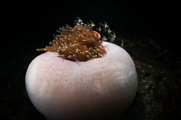 Lembeh Straits