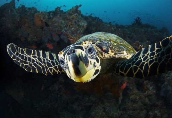 Hawksbill Turtle