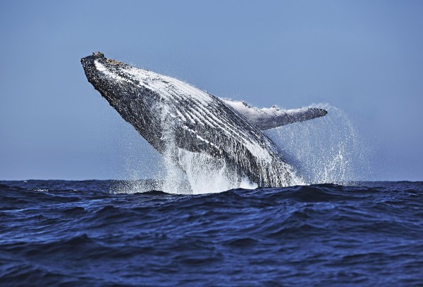 Humpback breaching