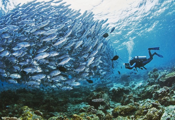 Diving with Schooling Jacks