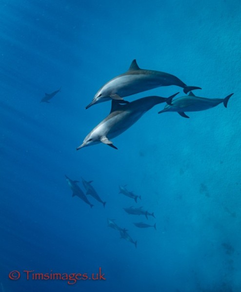 Spinner dolphins in the Red Sea