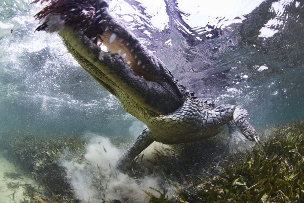 Crocodile hunting a lion fish