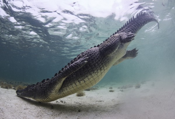 Crocodile belly