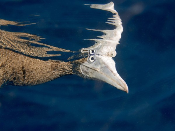 brown-footed-booby-WP.jpg