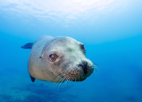 Sealion from the Sea of Cortez