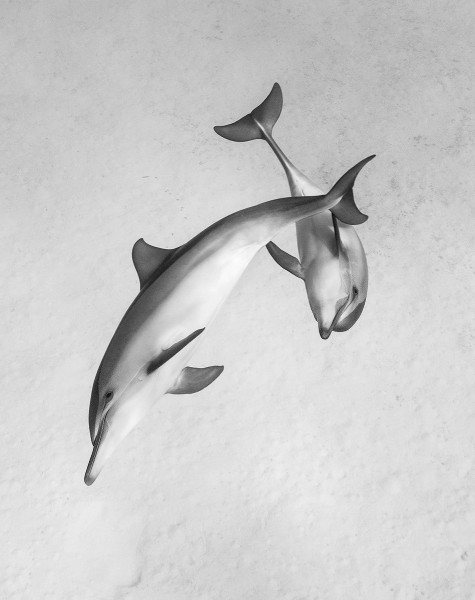 Spinner Dolphins