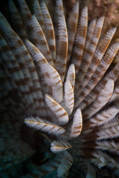 Feather duster worm (Sabellastarte spectabilis), Sint Maarten