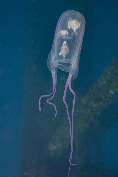 Box Jelly Gulf of Mexico.jpg