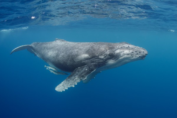 Humpback Whale Calf