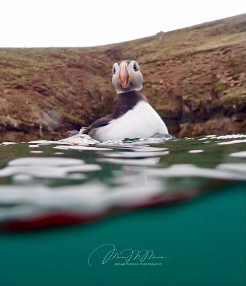 National Bird Day Puffin Above and Below.JPEG