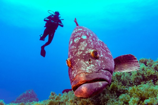 Dusky grouper and Diver at Corvo island with Gopro Hero 6