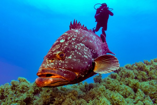 Dusky grouper and Diver at Corvo island with Gopro Hero 6