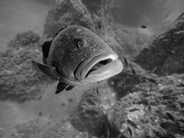 Dusky grouper and Diver at Corvo island with Gopro Hero 6