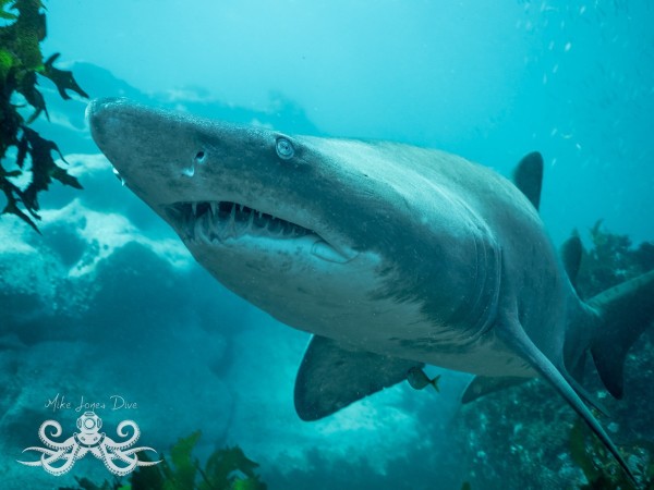 Greynurse Shark (Carcharias taurus Rafinesque)