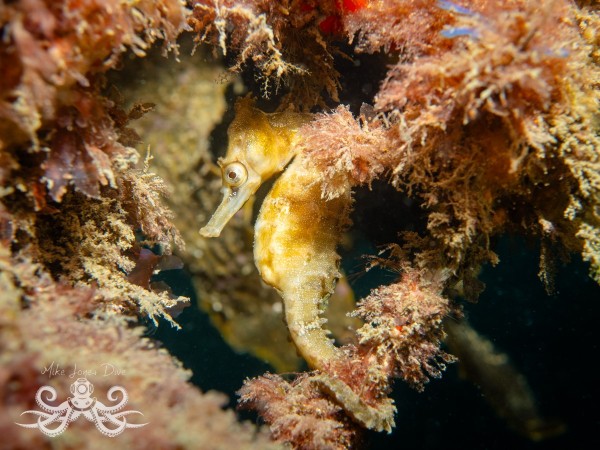 White's Seahorse in the undergrowth (Hippocampus whitei)