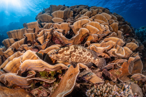 Camouflage Grouper getting cleaned