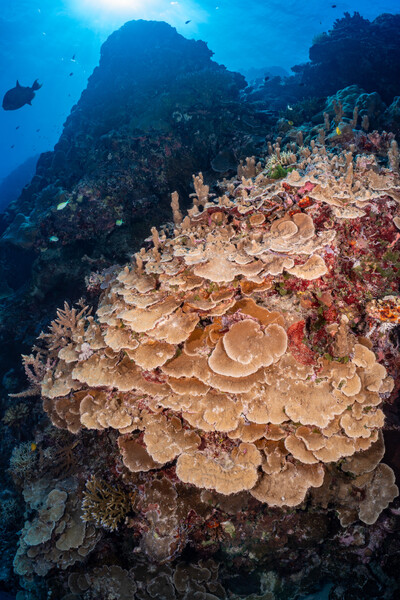 Ulong Channel, Palau