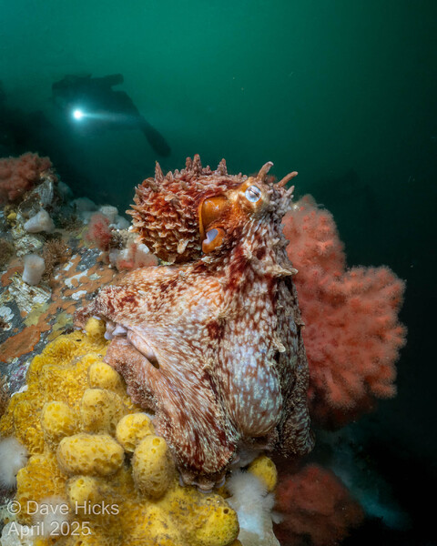 Giant Pacific Octopus on Browning Wall April 29, 2025