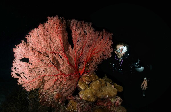 Night dive at Similan Islands, Thailand.