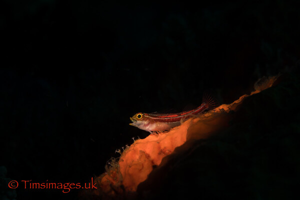 Lively resident of Raja Ampat