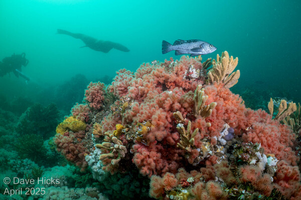 Sealions and Rockfish - Gods Pocket April 27, 2025 204