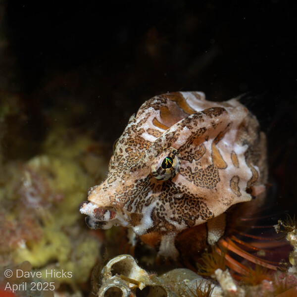 Grunt Sculpin NW Passage April 28, 2025