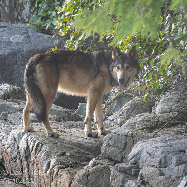 Sea Wolf on the Shore