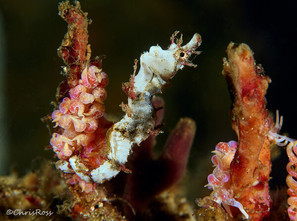 Sydney Pygmy Pipehorse