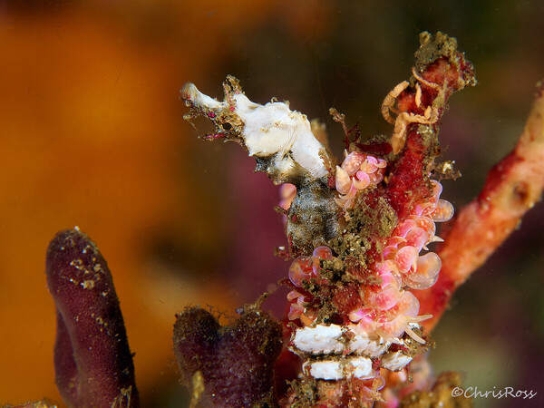 Sydney Pygmy Pipehorse