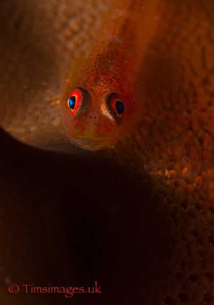 Here's looking at you, kid
