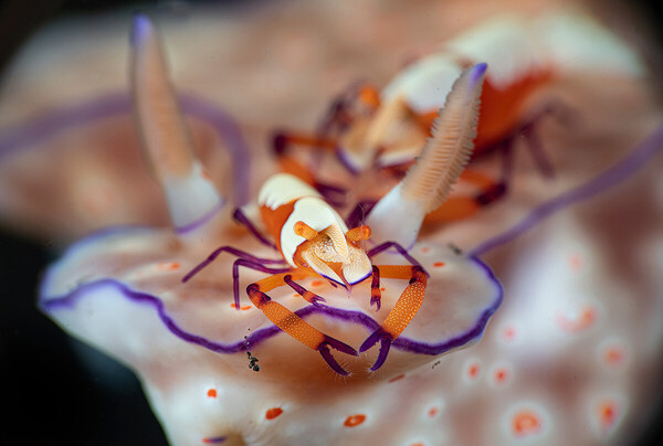 Emperor-on-nudi-WP.jpg