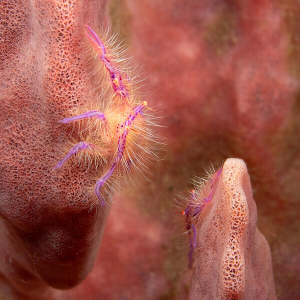 Hairy squat lobsters