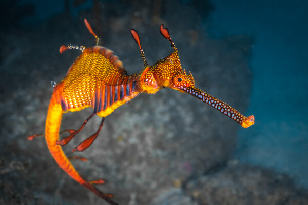 Weedy Seadragon at The Steps, Kurnell