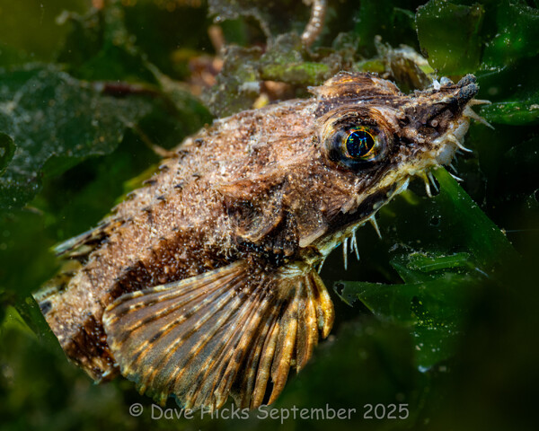 Northern Spearnose Poacher - Alki Junkyard September 18, 2025 (120 of 193)