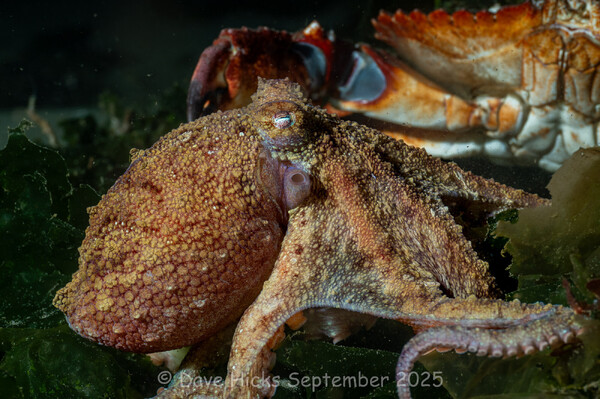 Pacific Red Octopus- Alki Junkyard September 18, 2025 (161 of 193)