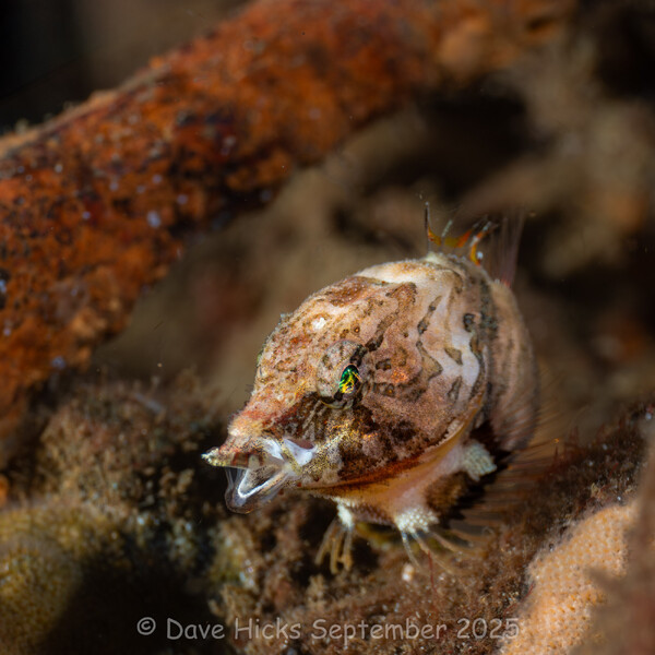 Grunt Sculpin - Alki Junkyard September 18, 2025 (65 of 193) (Topaz)