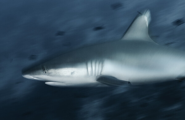 Grey reef shark, Maldives