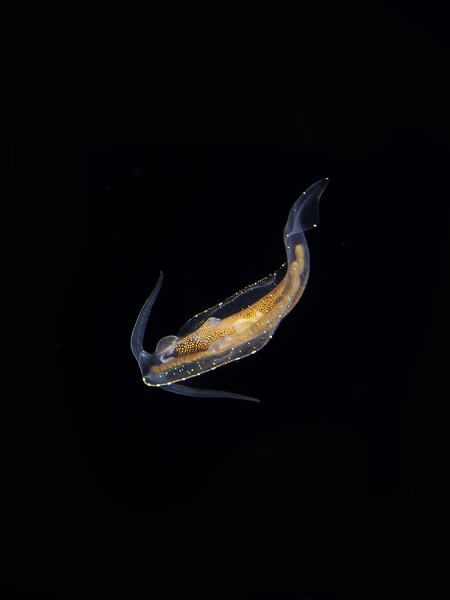 pelagic.jpg