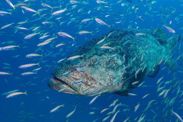 Grouper-5.jpg