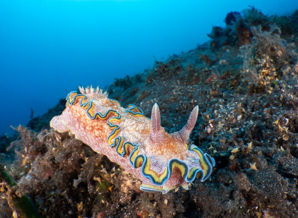 Nudi-EMWL-WP.jpg