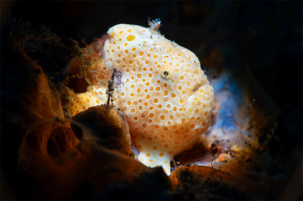 spotted-painted-frogfish-WP.jpg