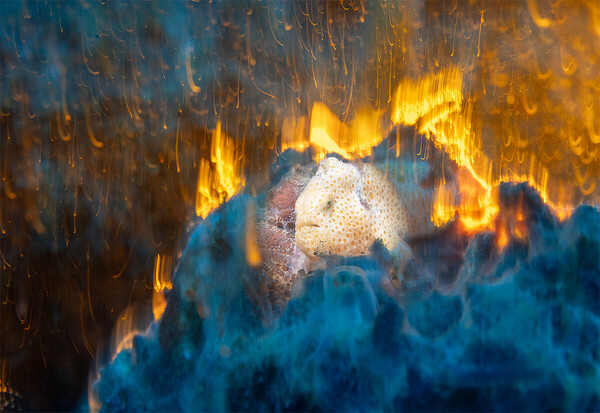 slow-shutter-froggie-WP