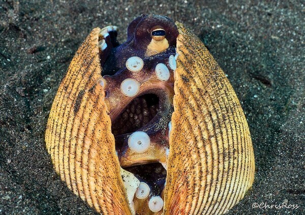 Coconut_Octopus_2.jpg